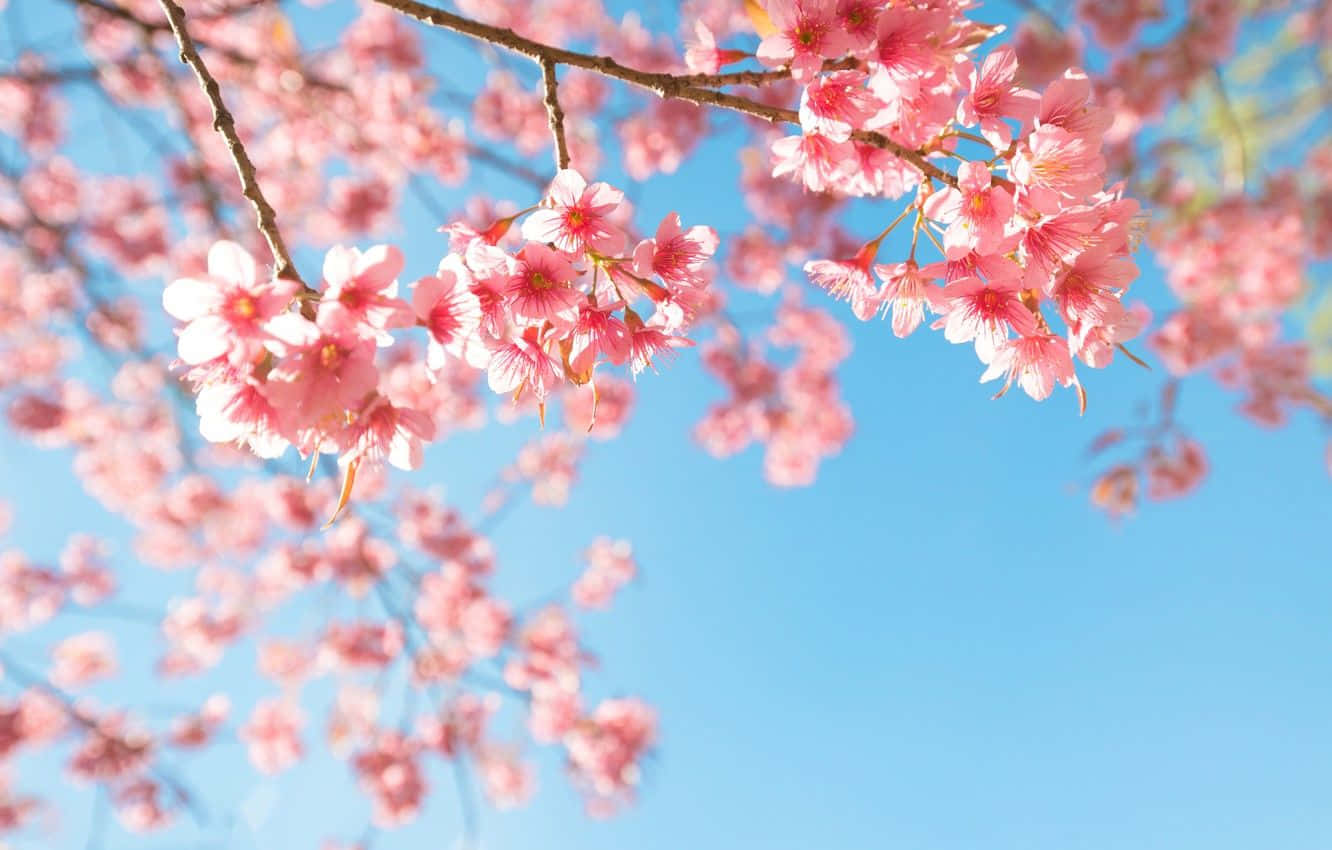 Captivating Spring Sky Wallpaper