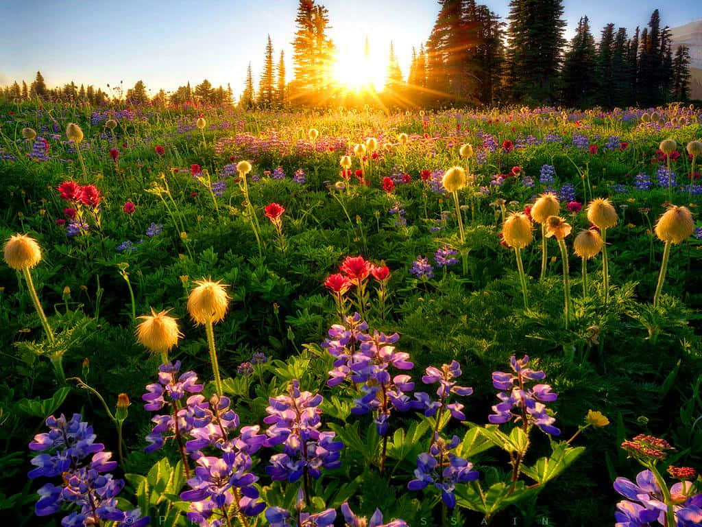 Captivating Spring Sunrise Wallpaper