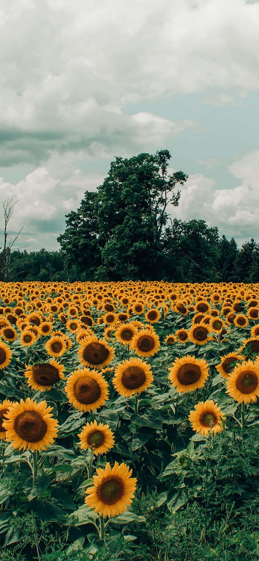 Captivating Sunflower Image For Your Aesthetic Iphone Wallpaper