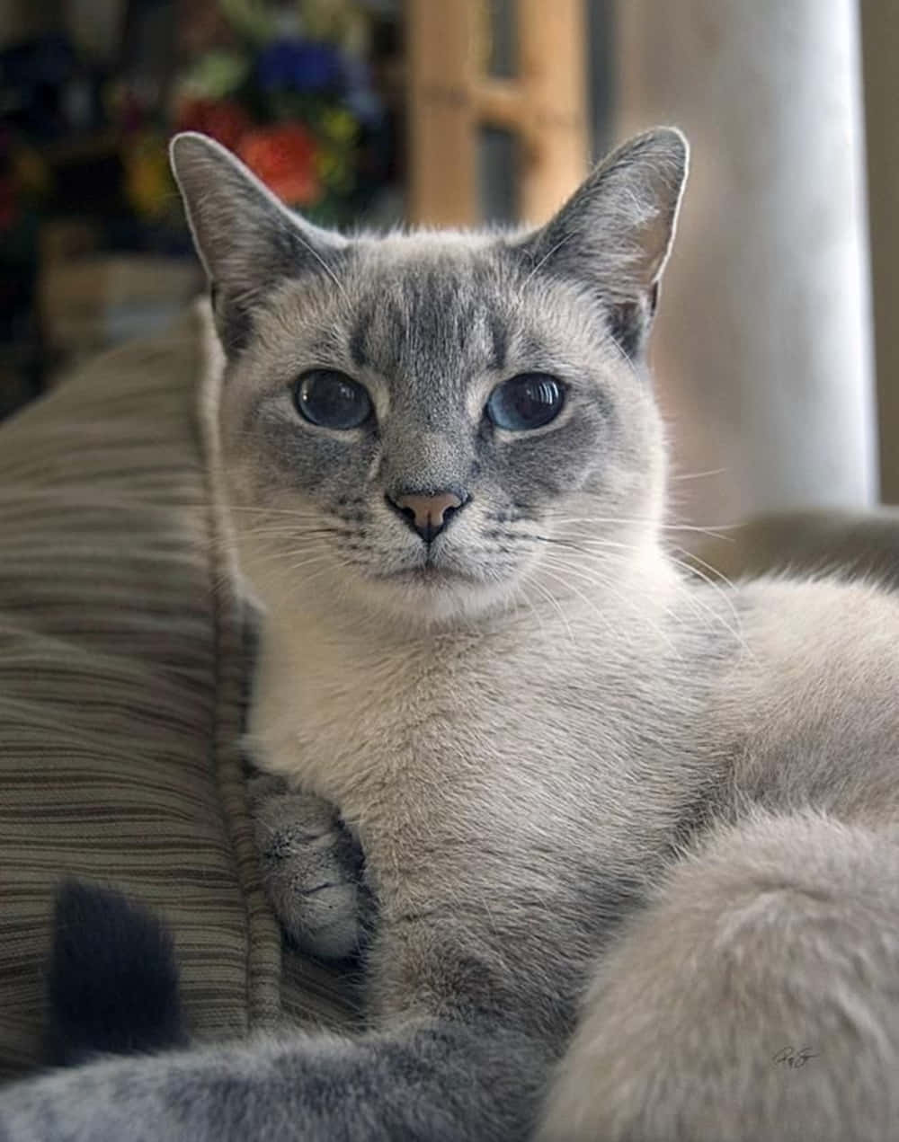 Captivating Thai Blue Cat Resting In Its Natural Habitat Wallpaper