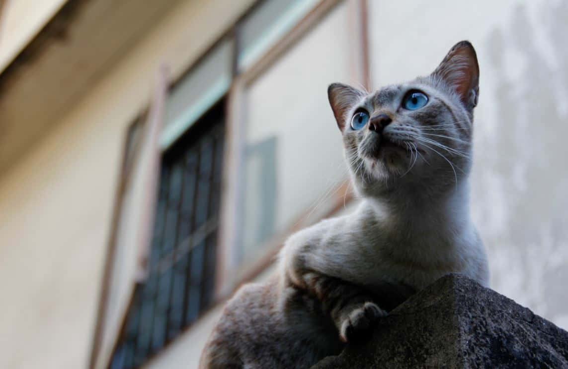 Captivating Thai Blue Point Siamese Cat Wallpaper