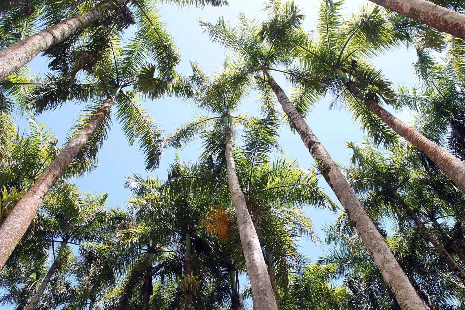 Captivating View Of Garden Of Palms In Paramaribo Wallpaper