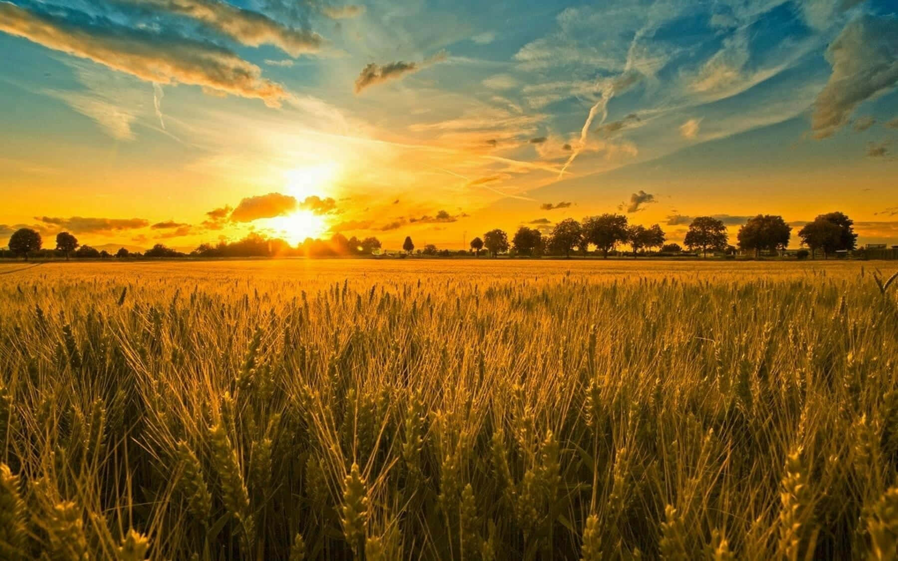 Captivating Wheat Harvest At Sunset Wallpaper