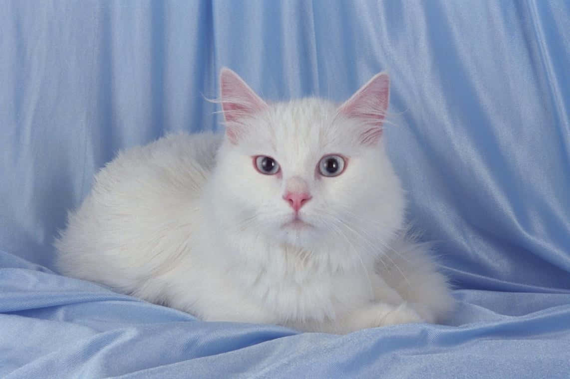 Captivating White Turkish Angora Cat Wallpaper