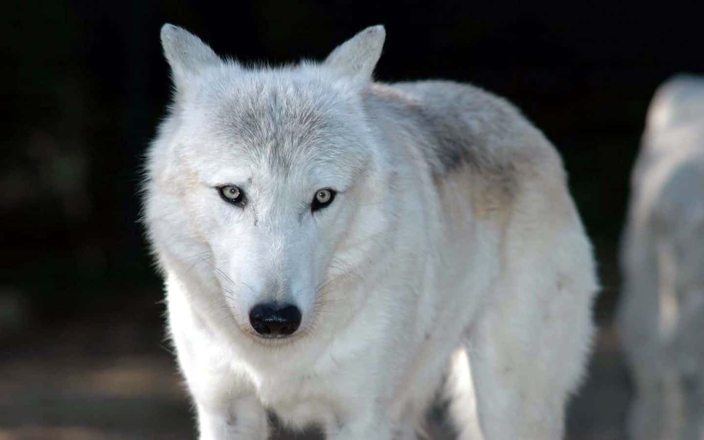 Captivating White Wolf In Snowy Wilderness Wallpaper