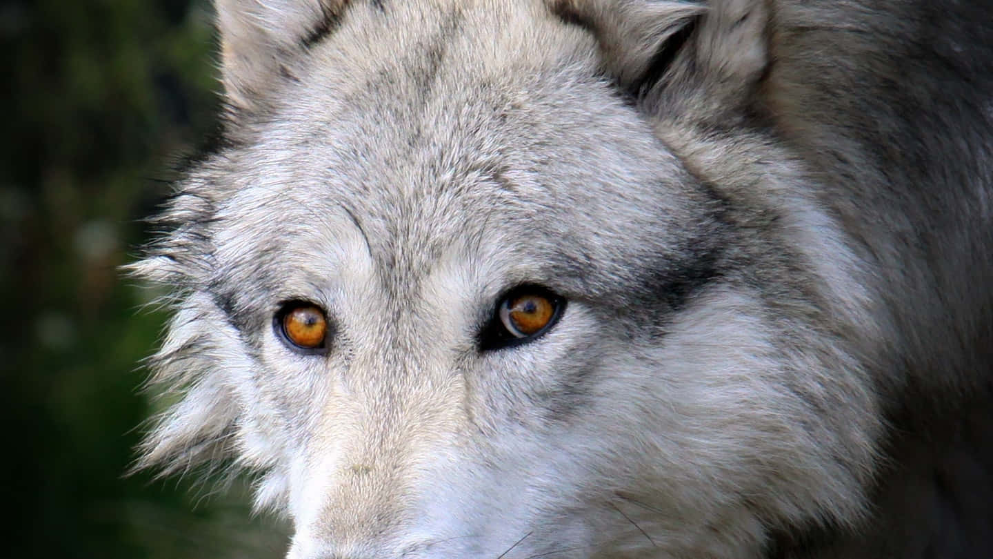 Captivating Wolf Eyes Wallpaper