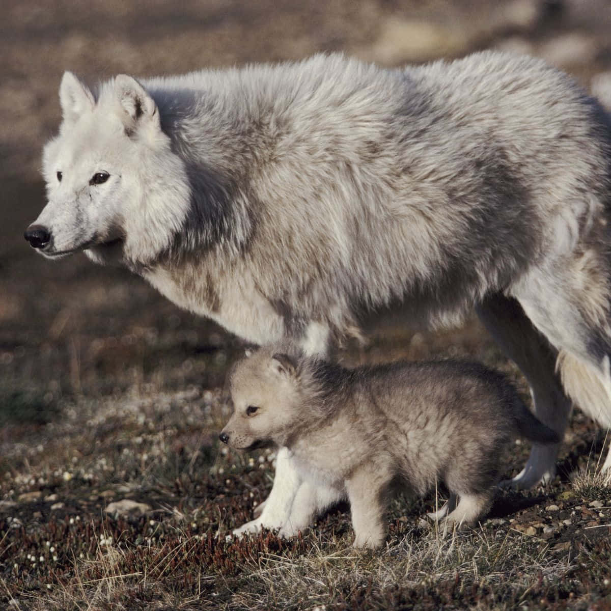 Captivating Wolf In Enchanting Forest Wallpaper