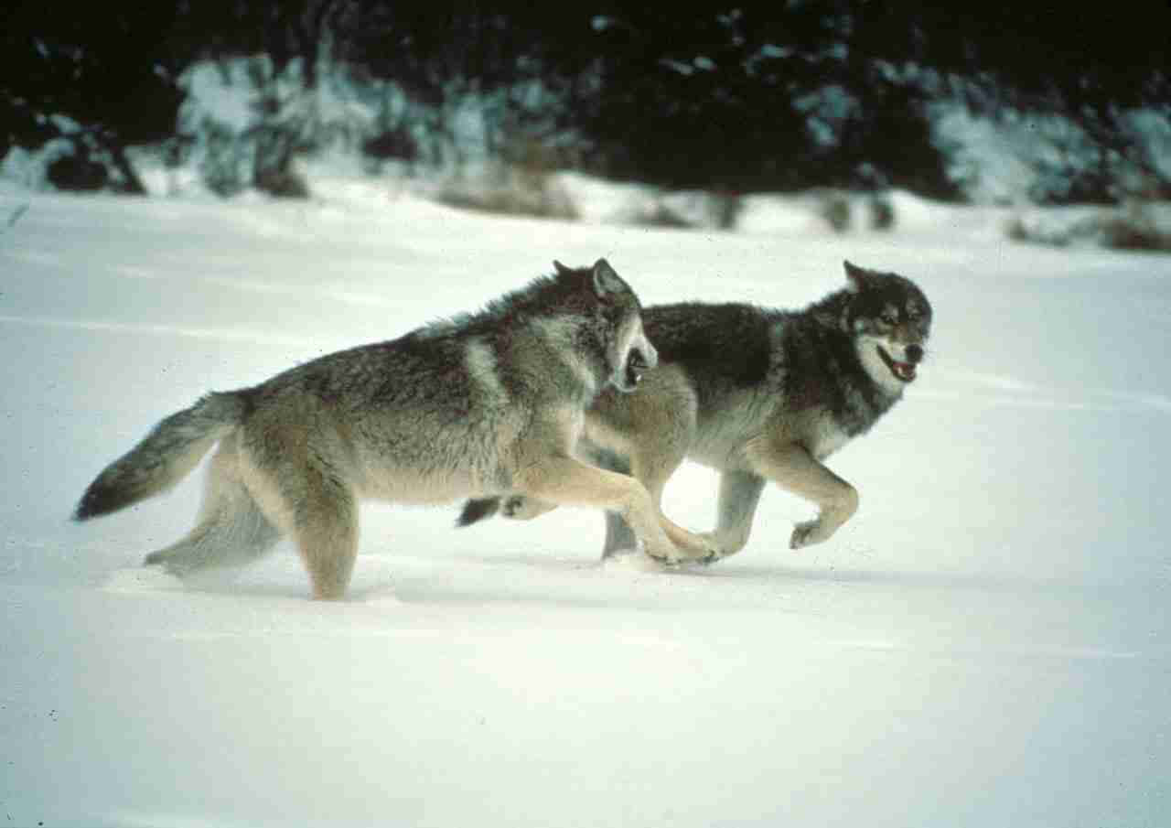 Captivating Wolf Pack On A Hunt Wallpaper