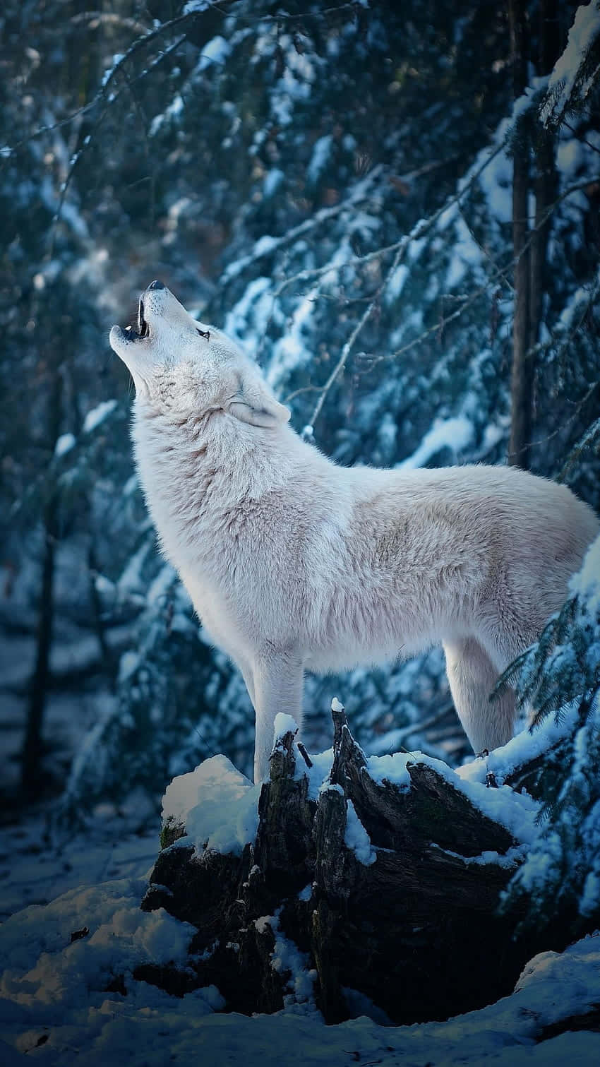 Captivating Wolf Stare In The Wild Wallpaper