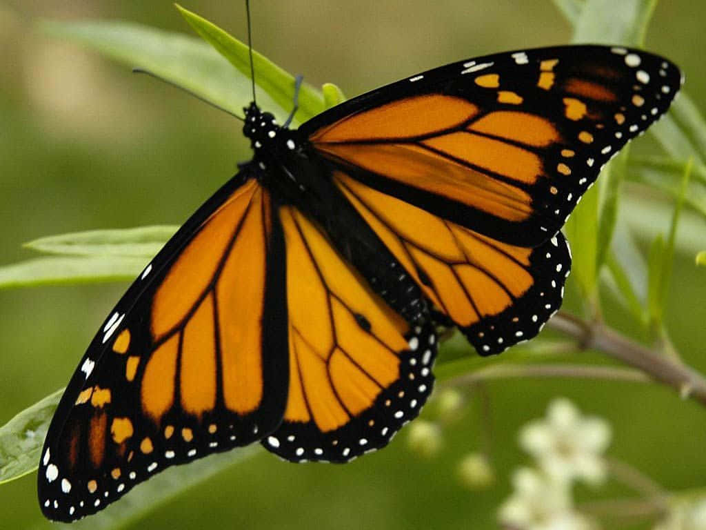 Captivating Yellow Butterfly Wallpaper