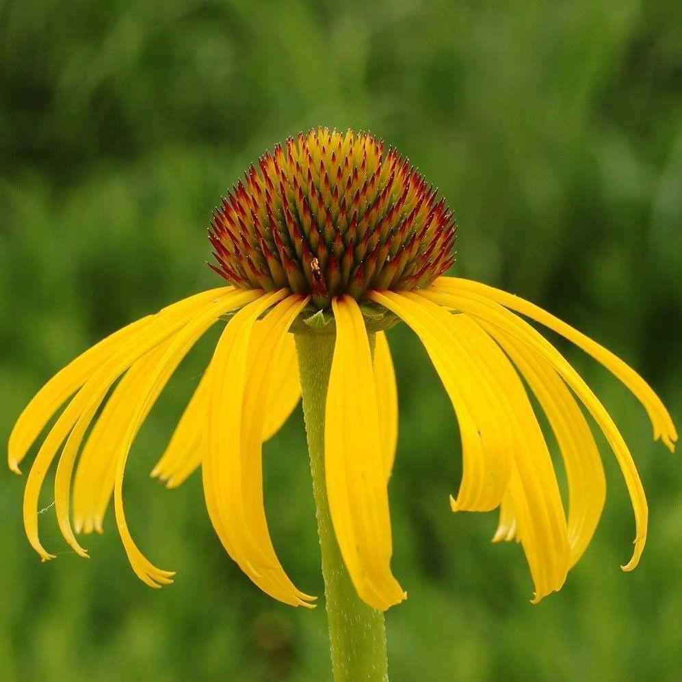 Captivating Yellow Coneflower In Bloom Wallpaper