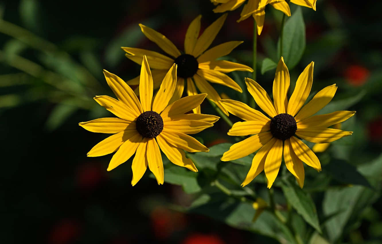 Captivating Yellow Coneflower In Full Bloom Wallpaper