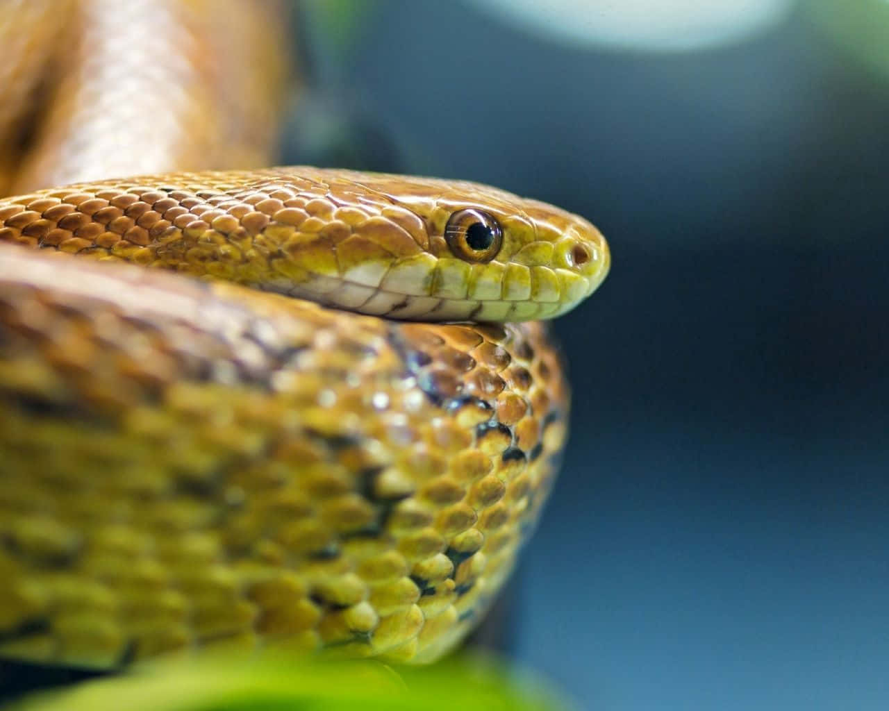 Captivating Yellow Snake Wallpaper