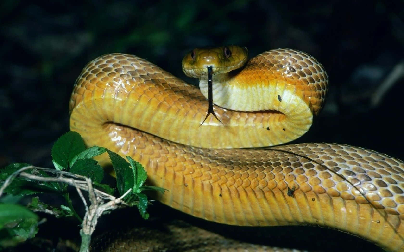 Captivating Yellow Snake Wallpaper