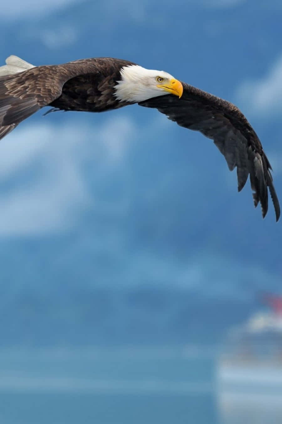 Capture Every Moment With The Eagle Iphone Wallpaper