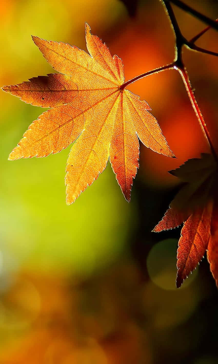 Capture The Beauty Of Fall With The Autumn Leaves Phone Wallpaper