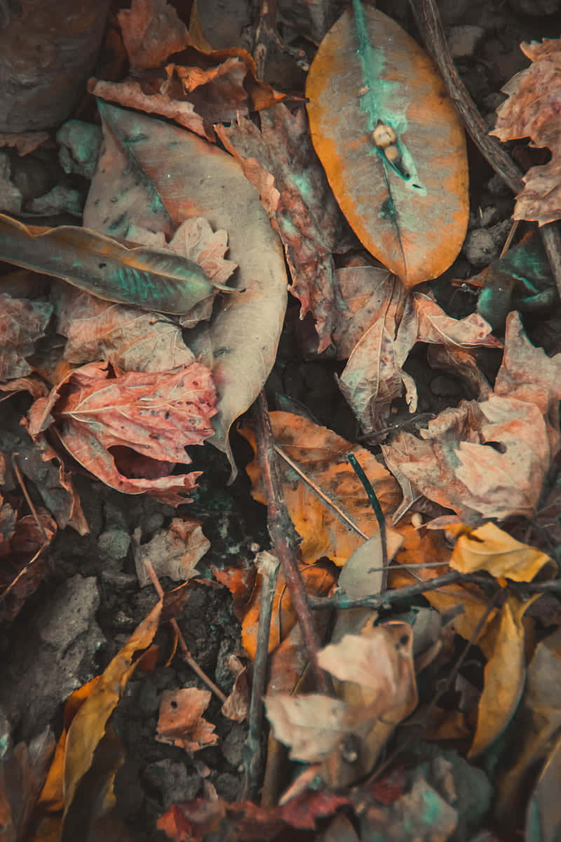 Capture The Beauty Of Fall With These Vintage Vibes Wallpaper