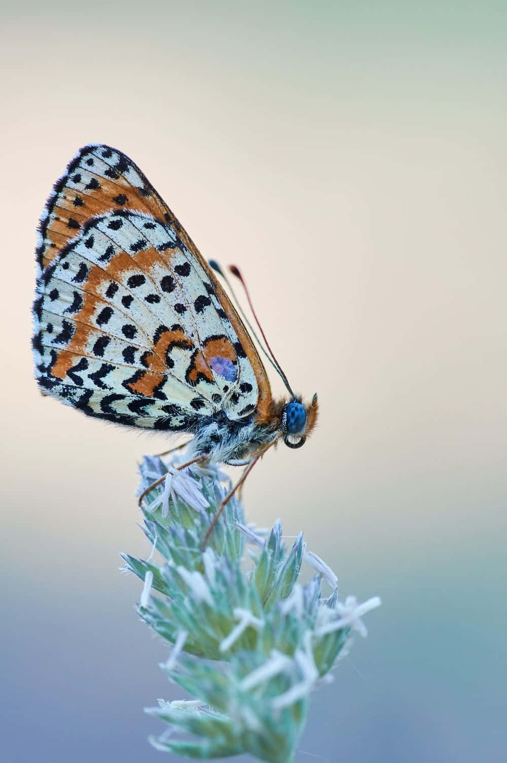 Capturing The Colors Of Nature - A Butterfly Photography Wallpaper