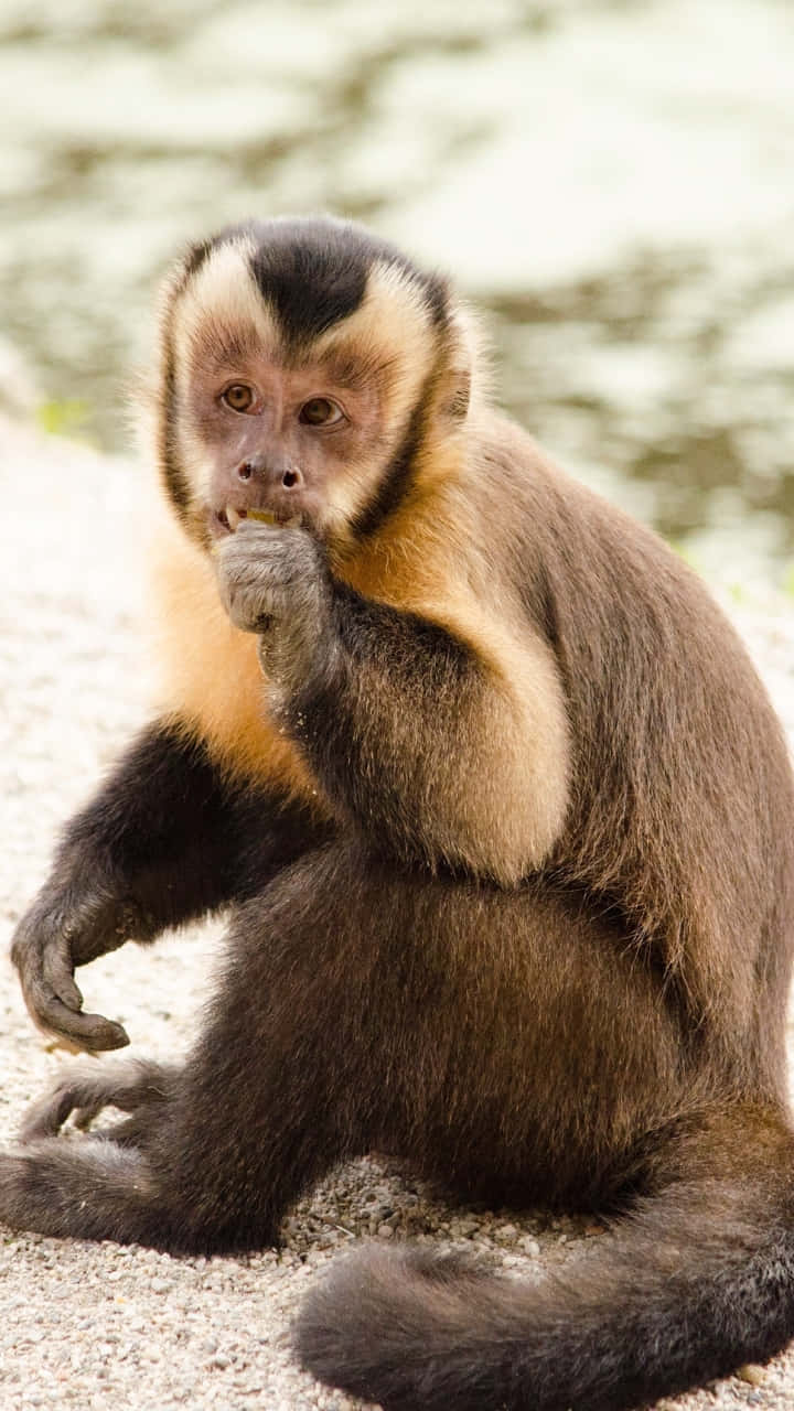 Capuchin_ Monkey_ Eating_ Treats.jpg Wallpaper