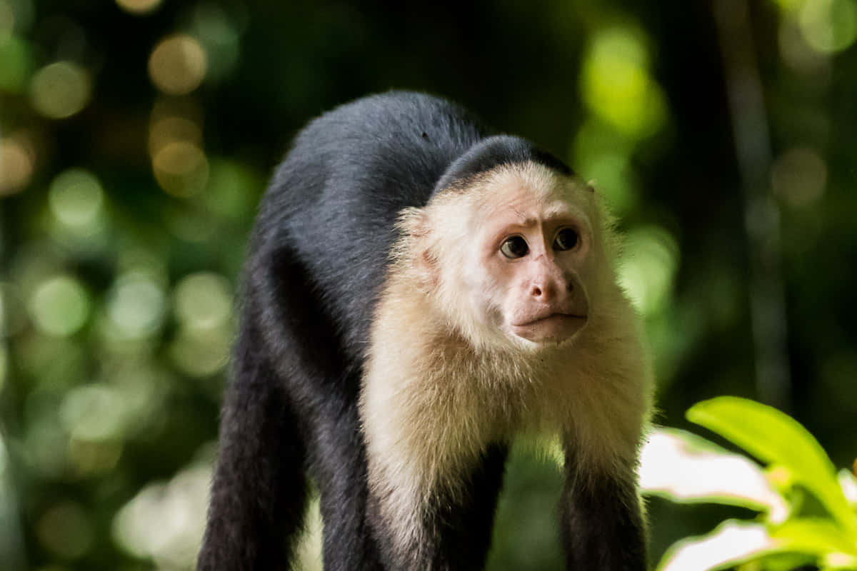 Capuchin Monkeyin Natural Habitat Wallpaper