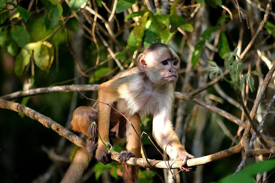 Capuchin Monkeyin Natural Habitat Wallpaper