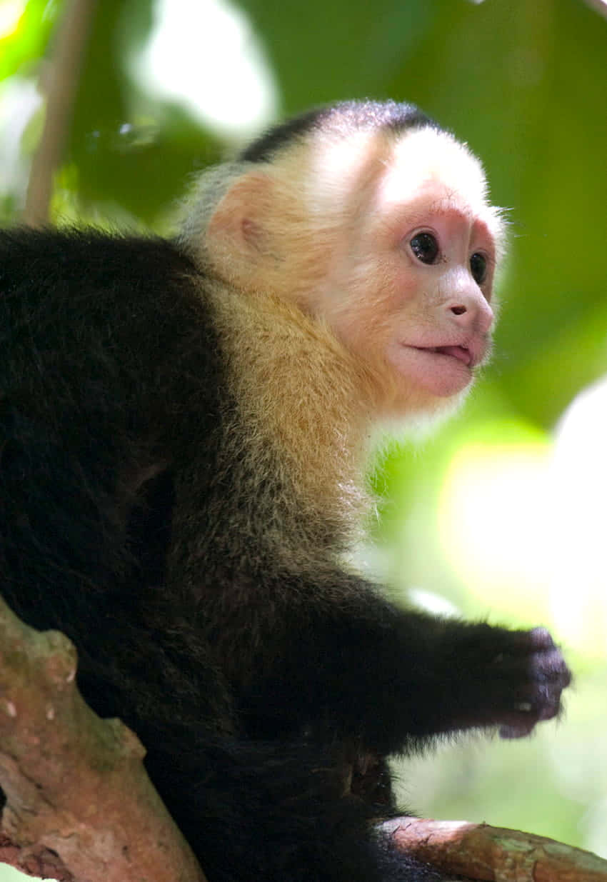 Capuchin Monkeyin Natural Habitat.jpg Wallpaper