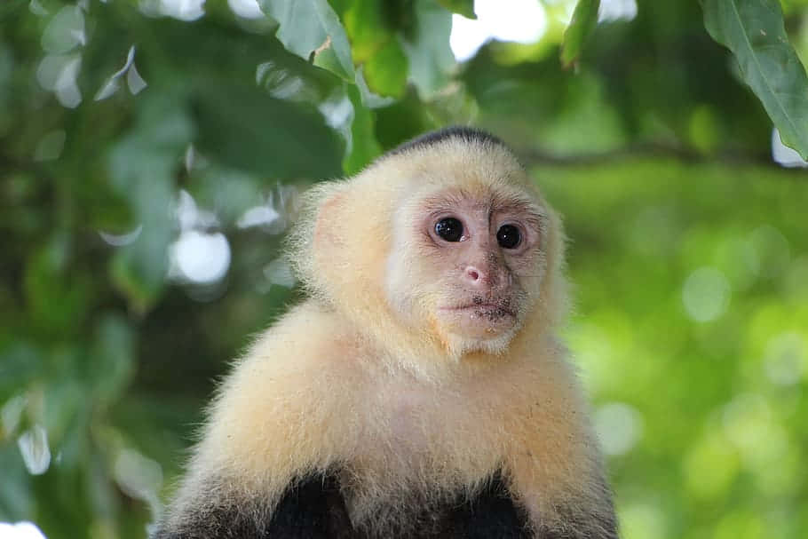 Capuchin Monkeyin Natural Habitat.jpg Wallpaper