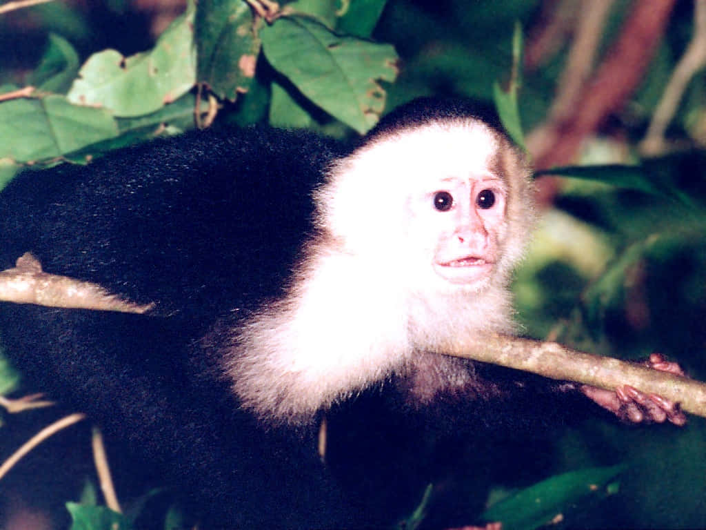 Capuchin Monkeyin Natural Habitat.jpg Wallpaper