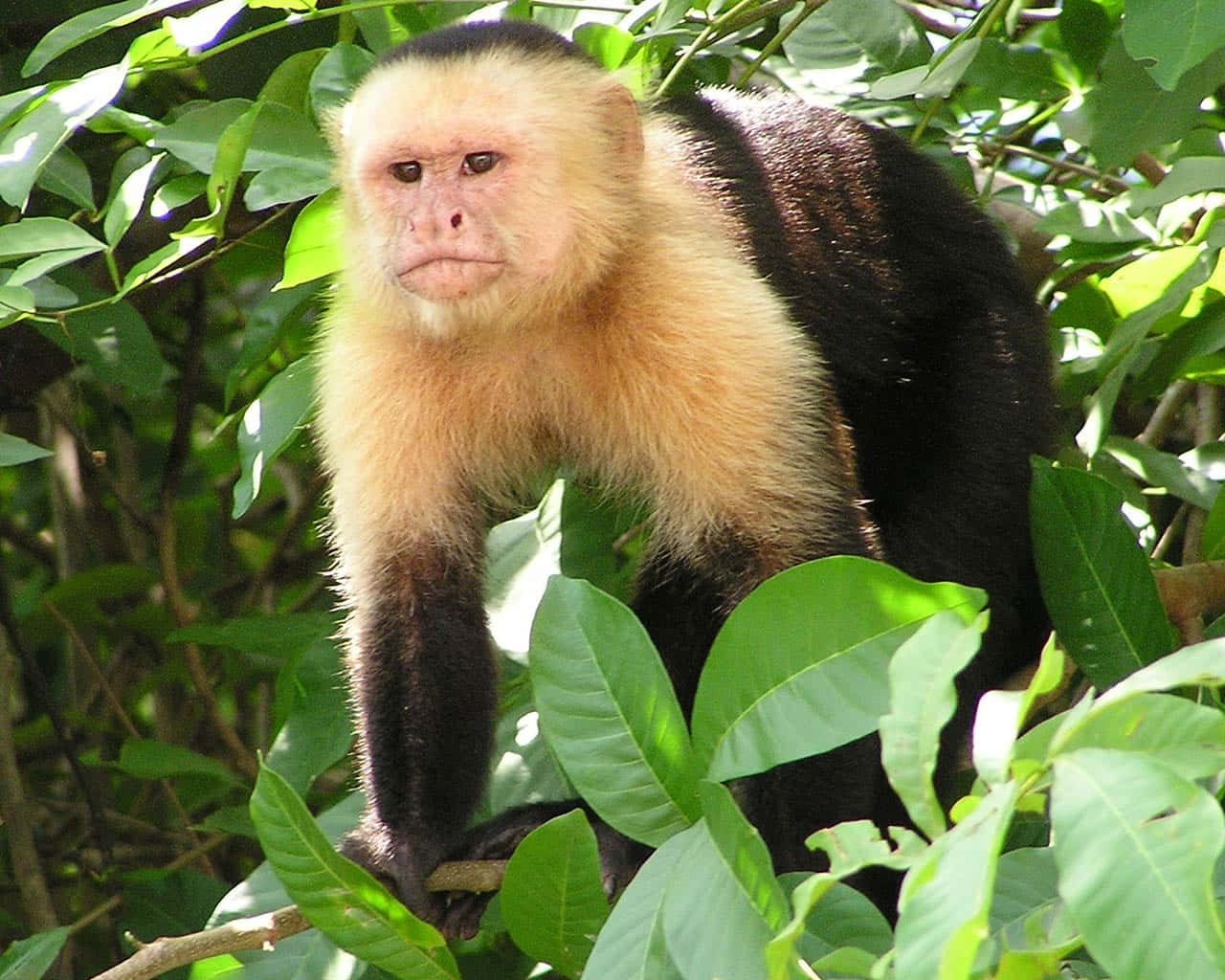 Capuchin Monkeyin Natural Habitat.jpg Wallpaper