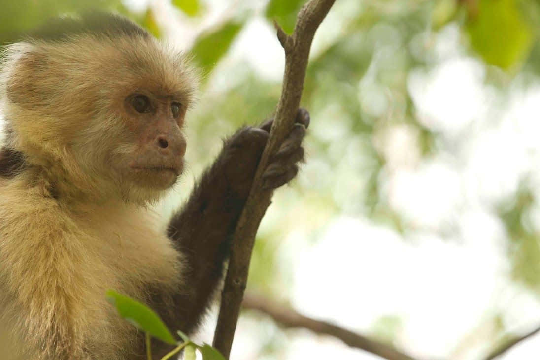 Capuchin Monkeyin Natural Habitat.jpg Wallpaper