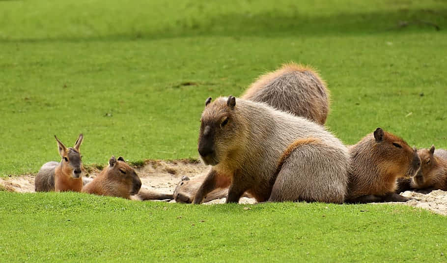 Capybaras Restingin Grassy Area Wallpaper