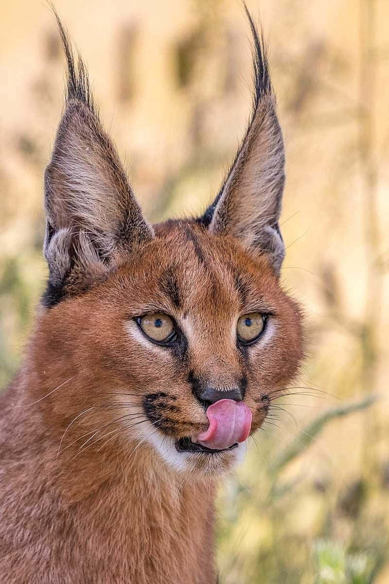 Caracal Cat Licking Nose Wallpaper