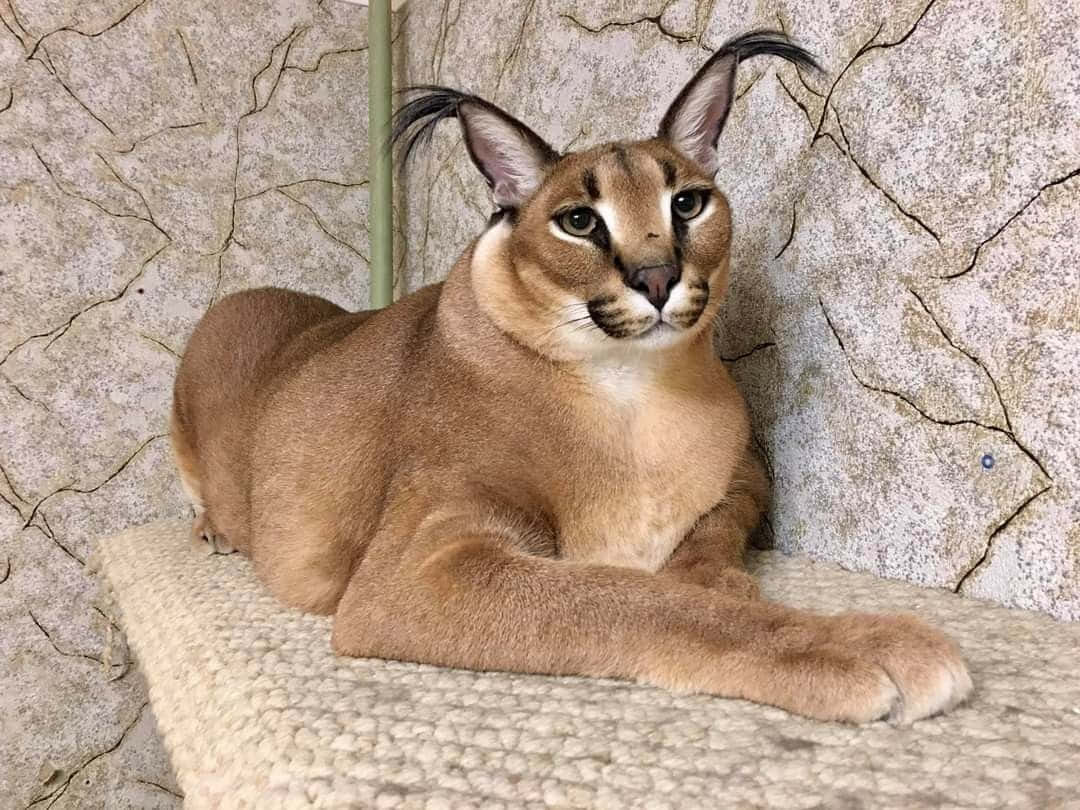 Caracal Cat Restingon Perch Wallpaper