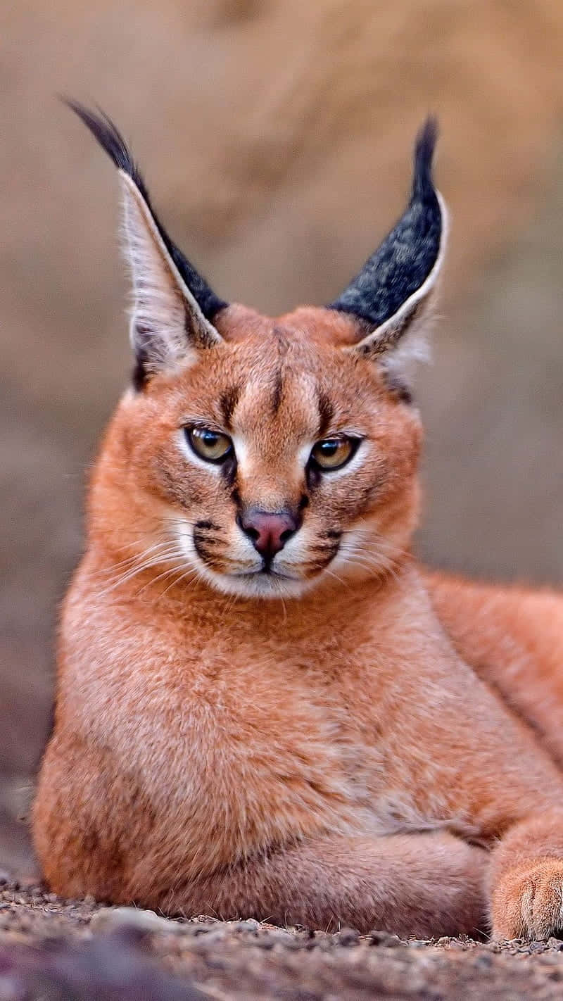 Caracal Cat Staring Intently.jpg Wallpaper