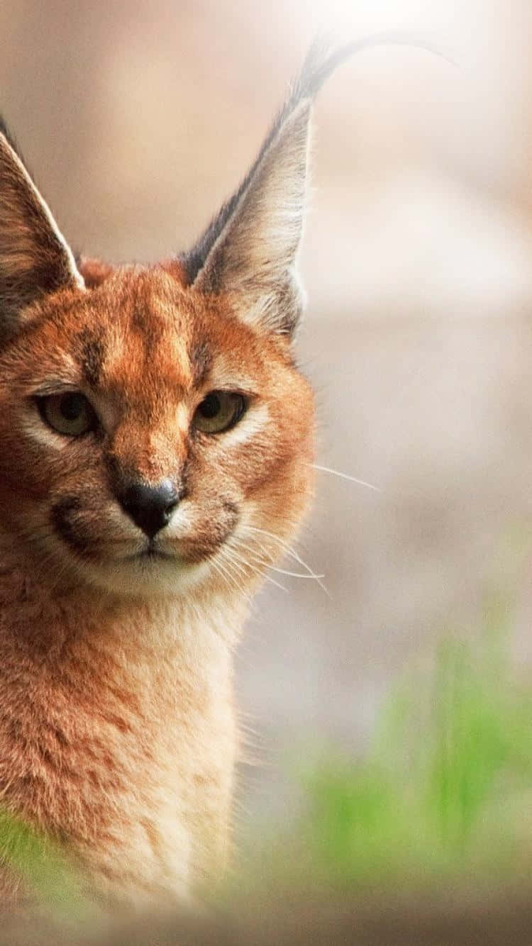 Caracal Close Up Portrait Wallpaper