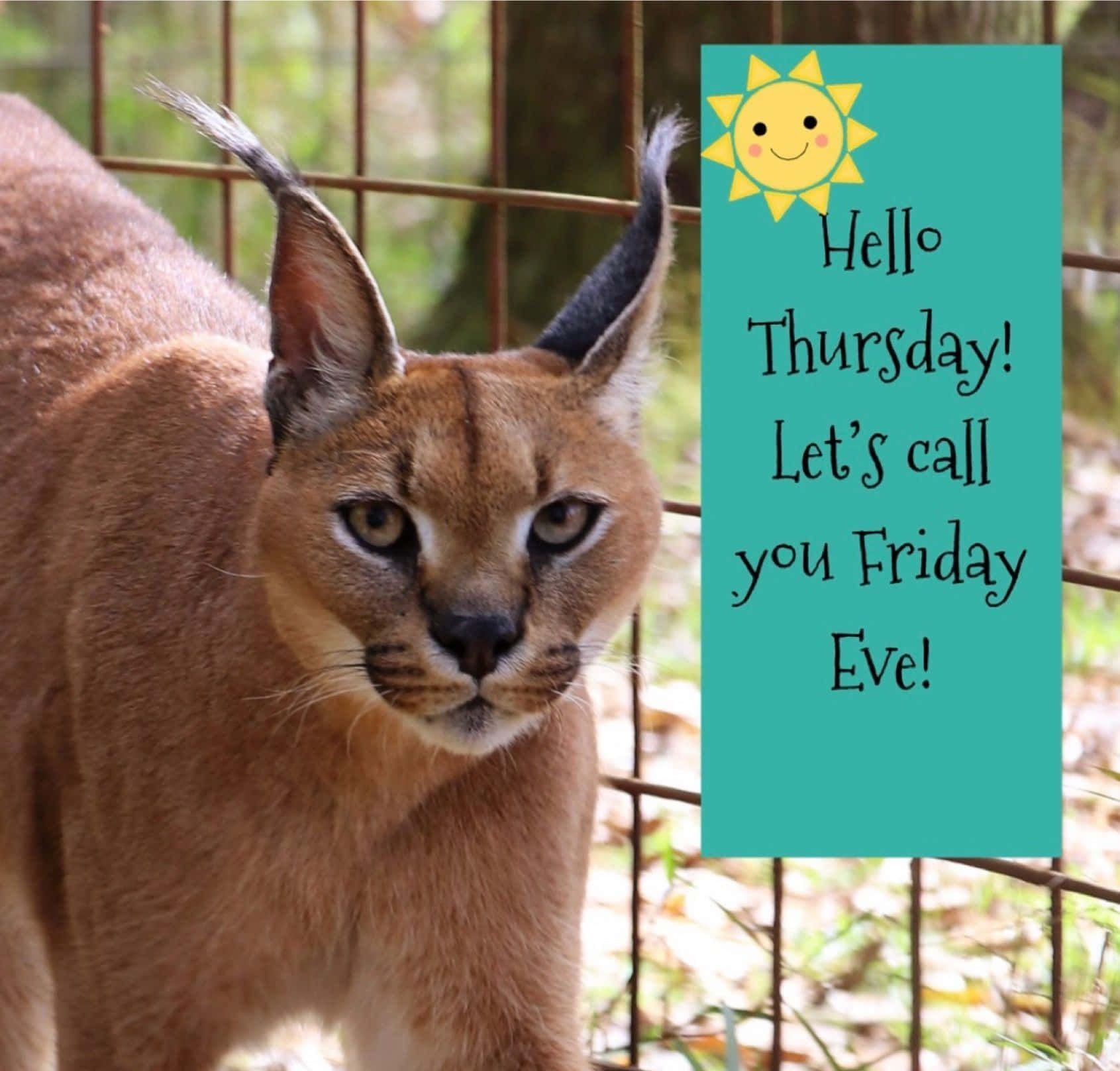 Caracal Friday Eve Meme Wallpaper