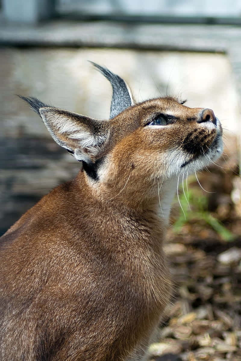 Caracal Gazing Upward.jpg Wallpaper