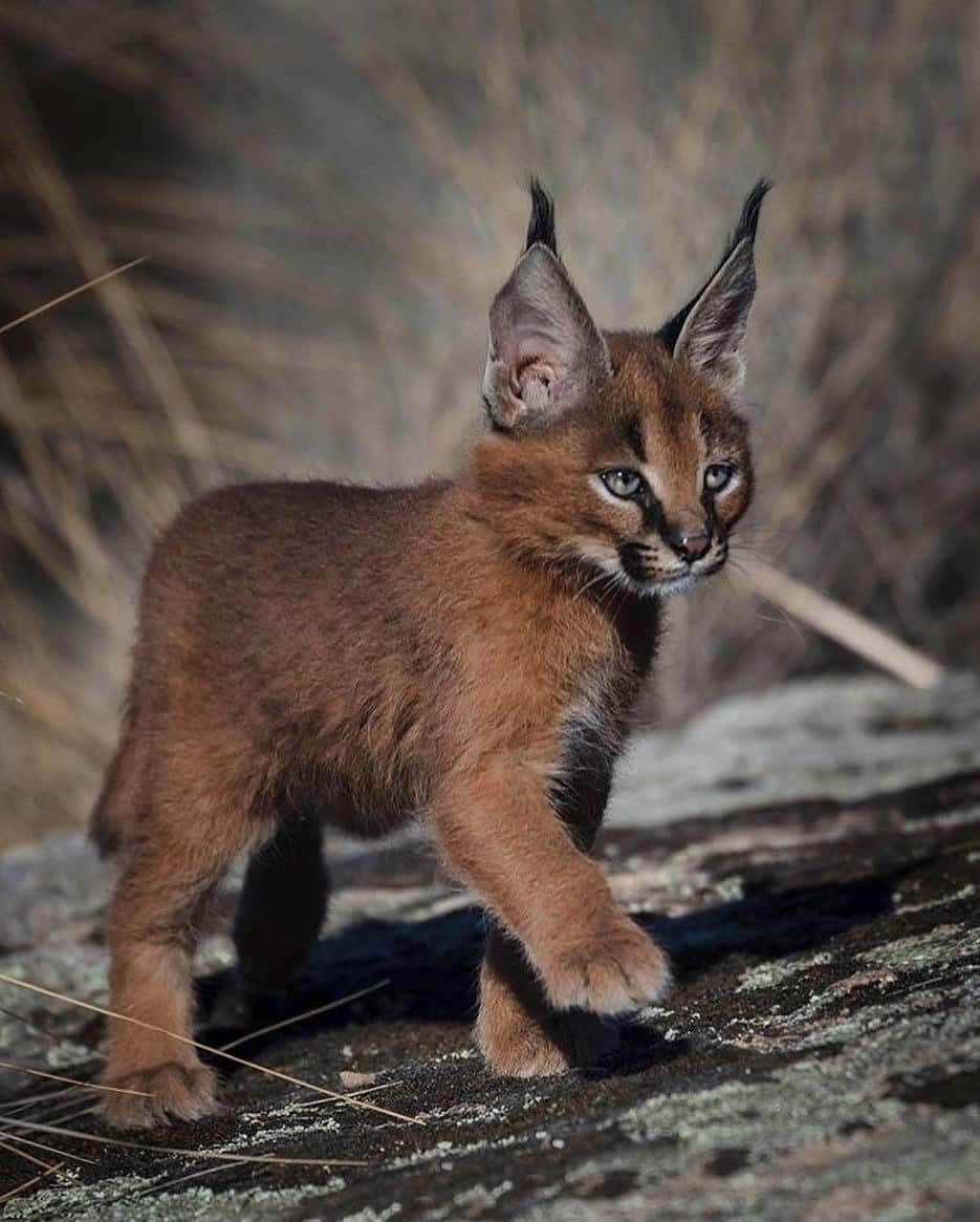 Caracal Kittenin Natural Habitat.jpg Wallpaper