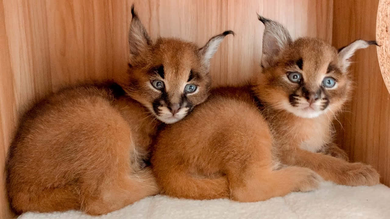 Caracal Kittens Cuddling Wallpaper