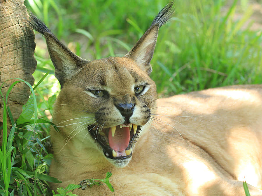 Caracal Restingin Greenery Wallpaper