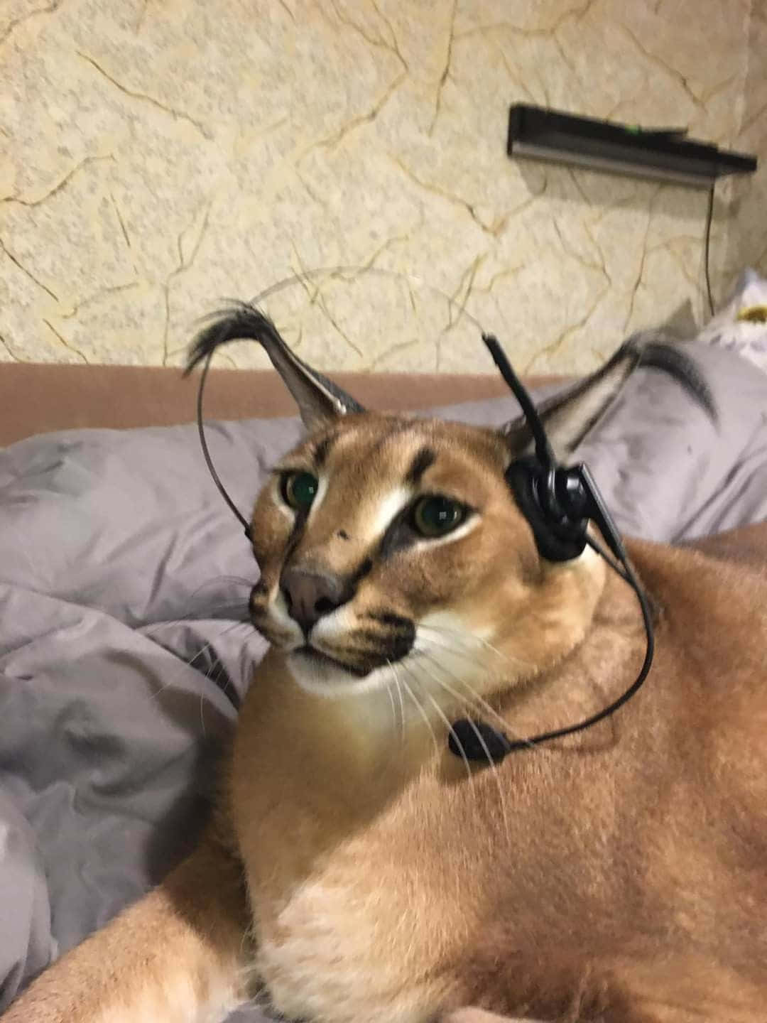 Caracalwith Headphones.jpg Wallpaper