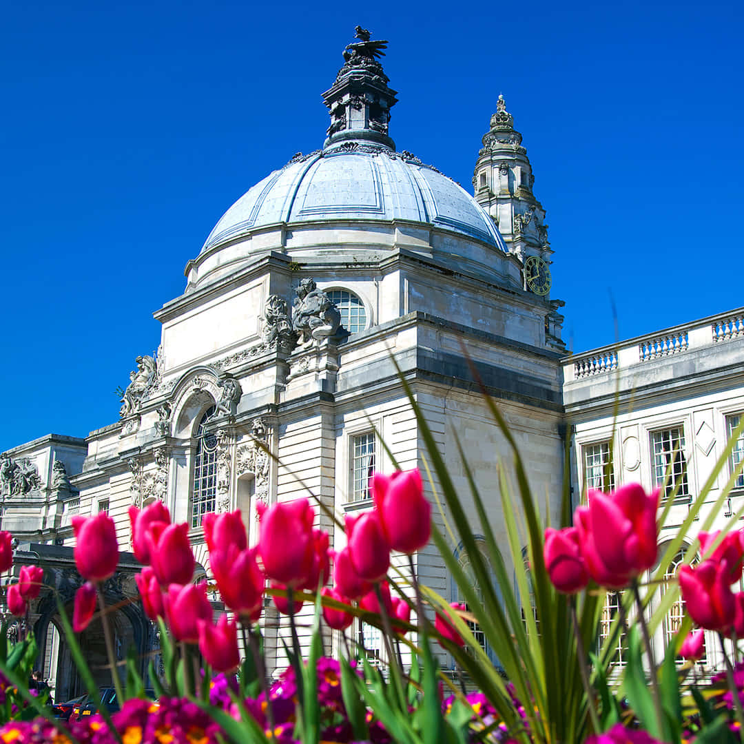 Cardiff City Hall Domeand Tulips Wallpaper