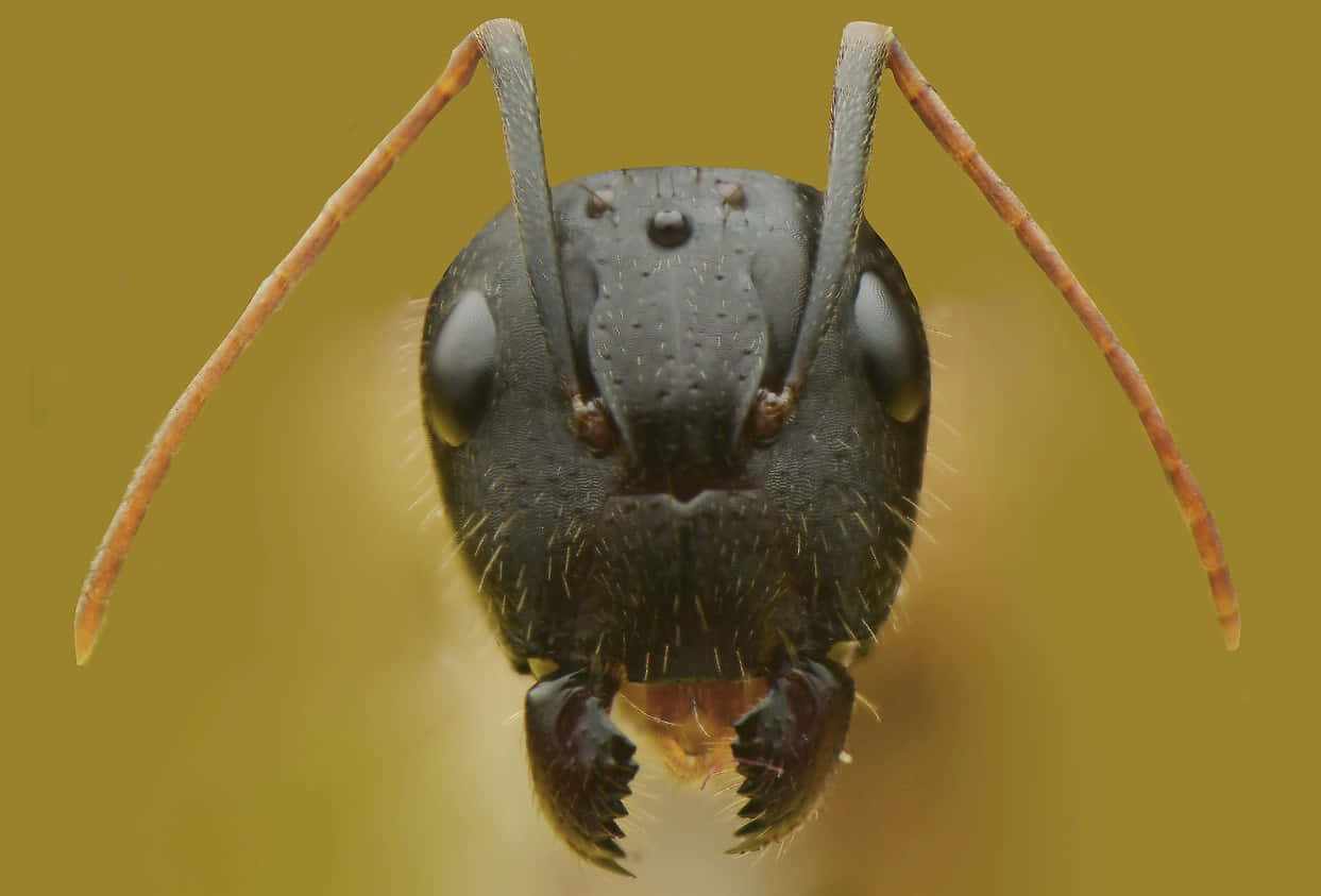 Carpenter Ant Close Up Wallpaper