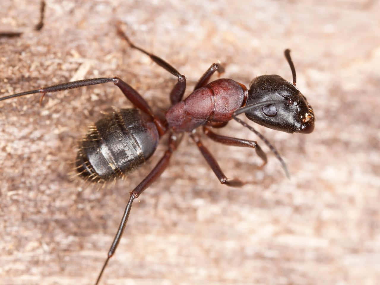 Carpenter Ant Closeup Wallpaper