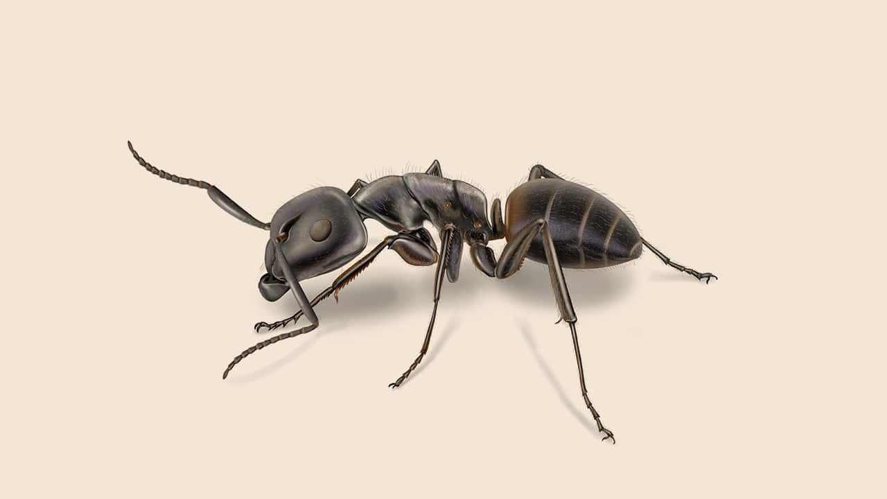 Carpenter Ant Closeup Wallpaper