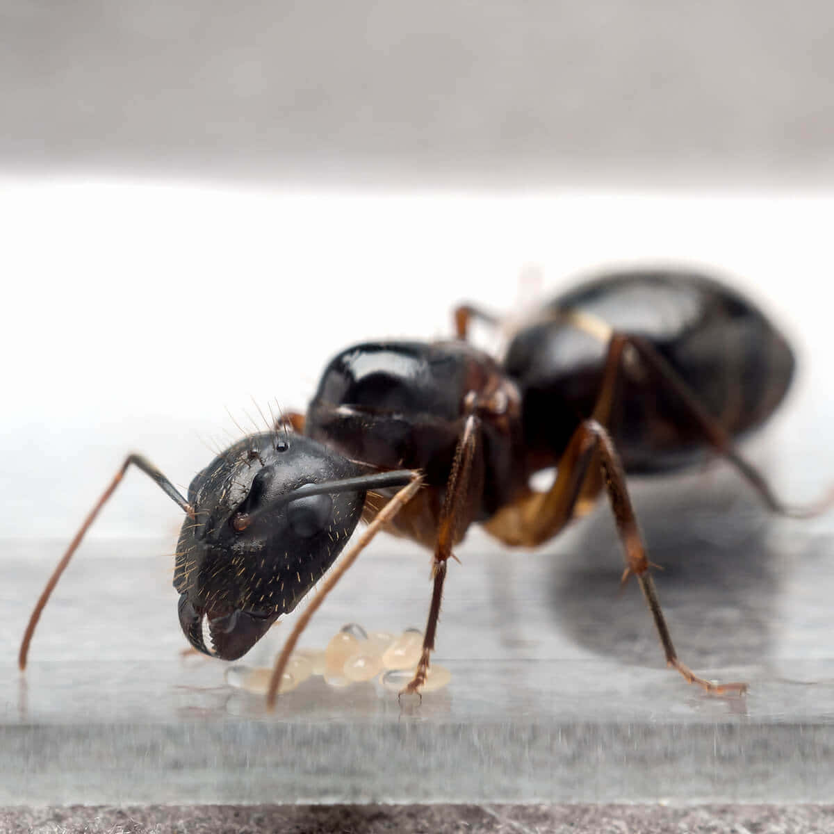 Carpenter Ant Closeup Wallpaper