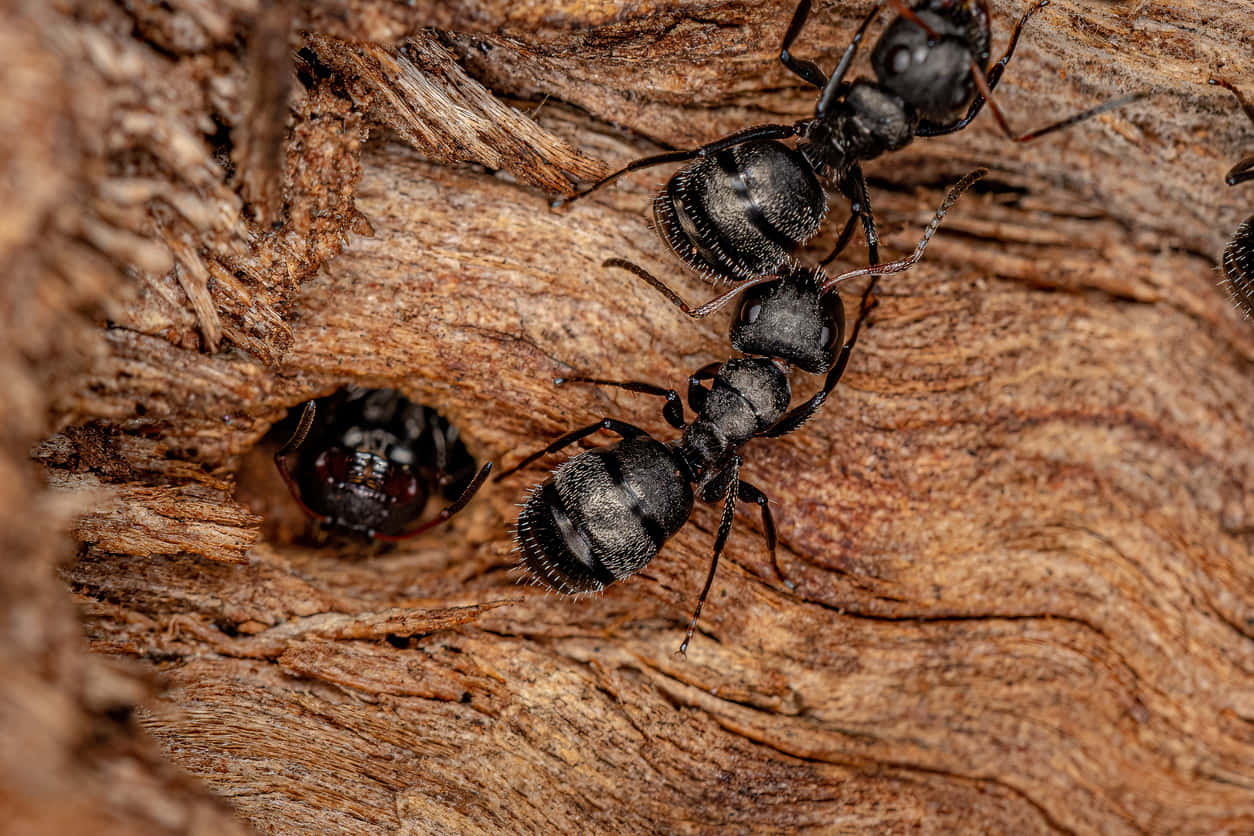 Carpenter Antsin Wooden Habitat Wallpaper