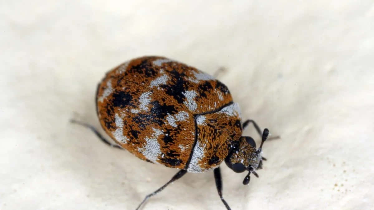 Carpet Beetle Closeup Wallpaper