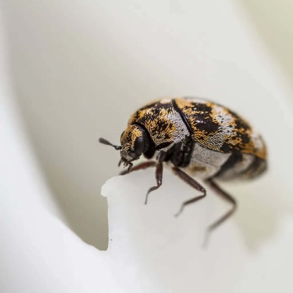 Carpet Beetle Closeup Wallpaper