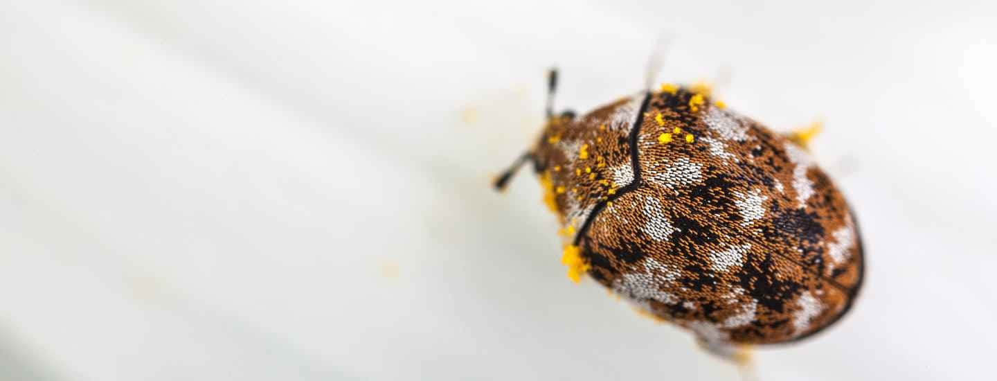 Carpet Beetle Closeup Wallpaper